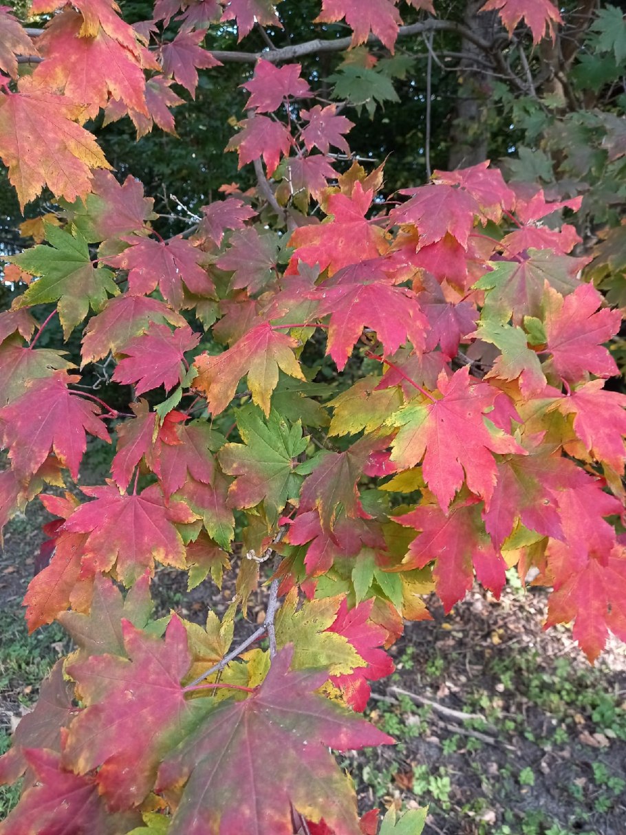 Клен Юрий Долгорукий трехцветковый