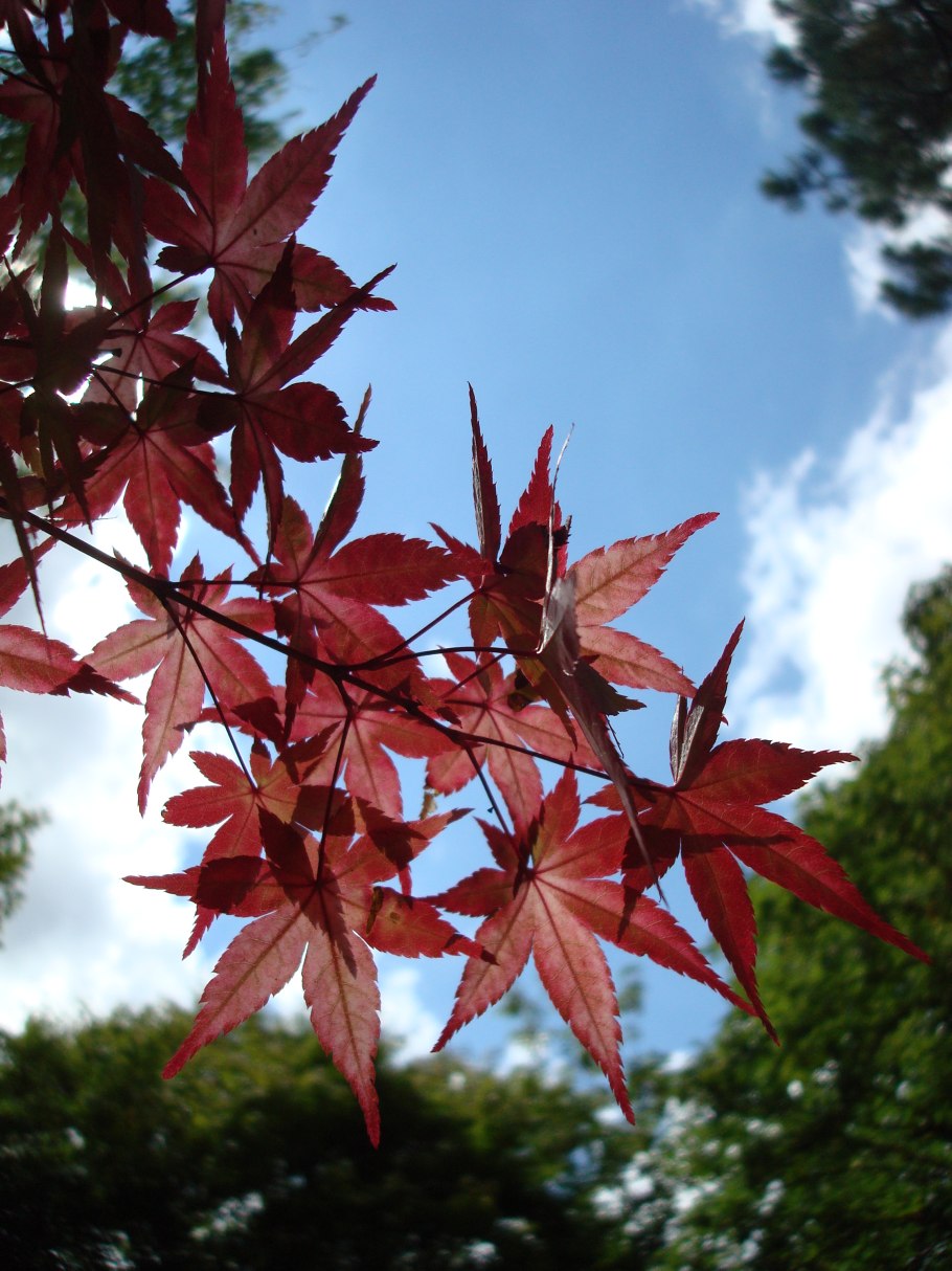 Клён японский