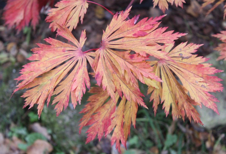 Клен японский Acer japonicum
