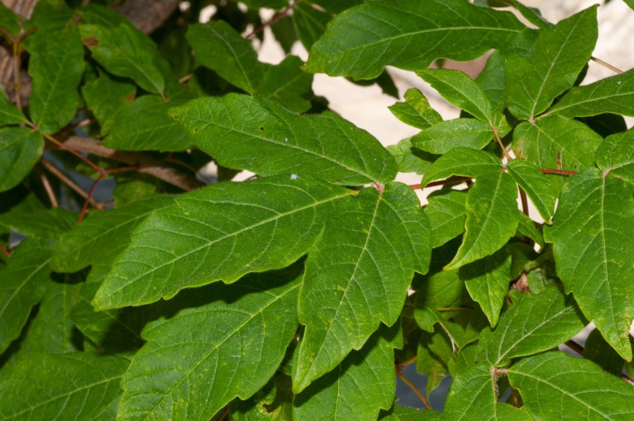 Клен трехцветковый (Acer triflorum)