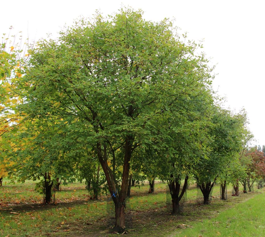 Клен трехцветковый