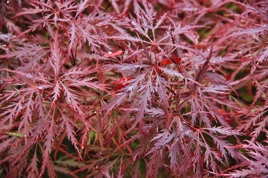 Клен дланевидный гарнет