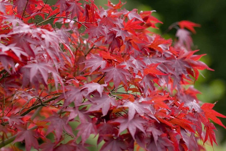 Клен acer palmatum atropurpureum
