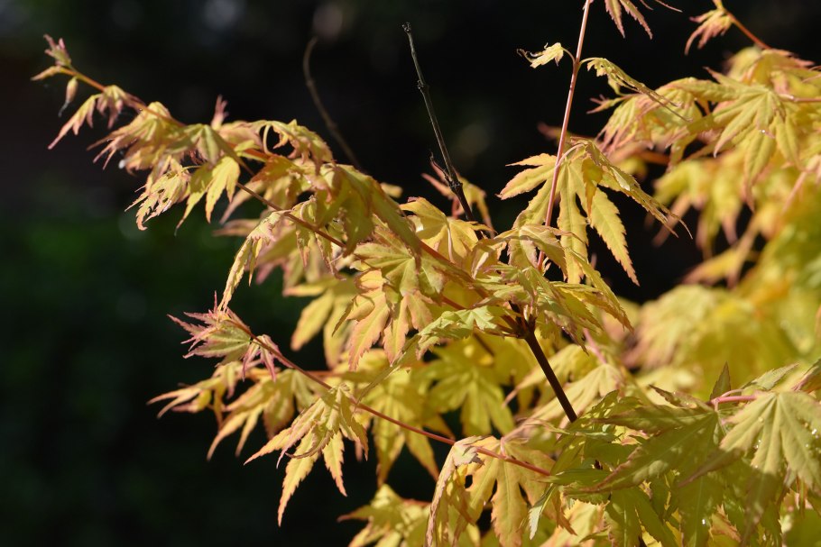 Acer (клен) mandshuricum