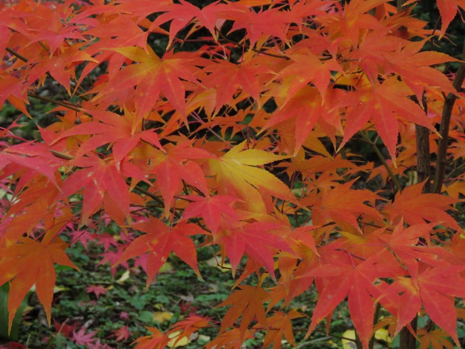 Клен шведлера