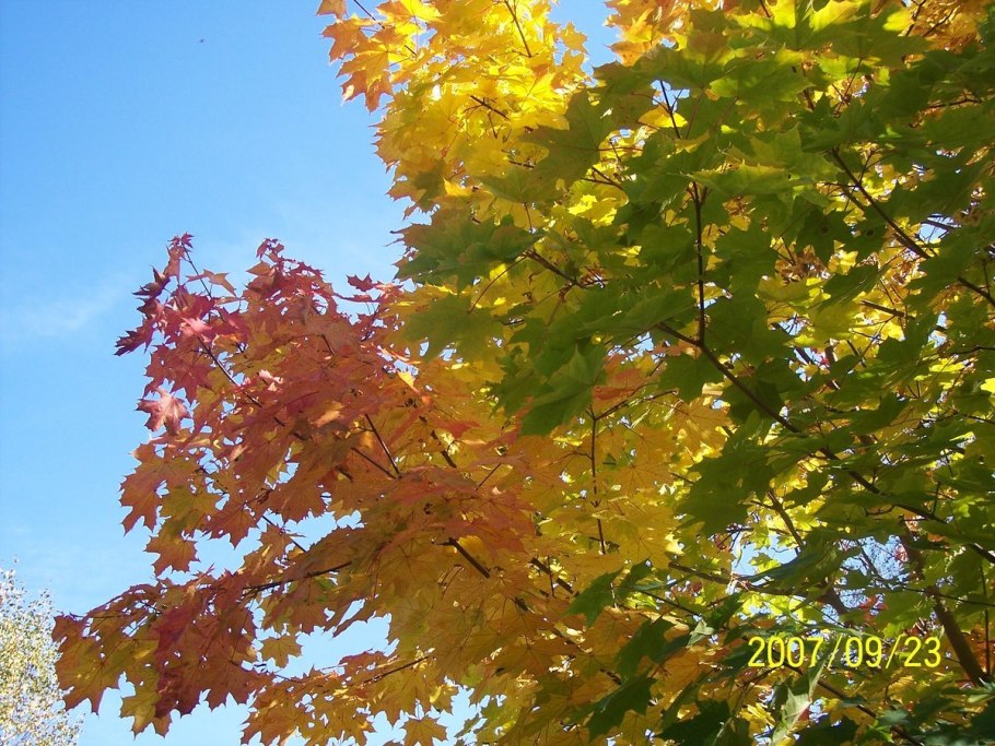 Остролистный клен