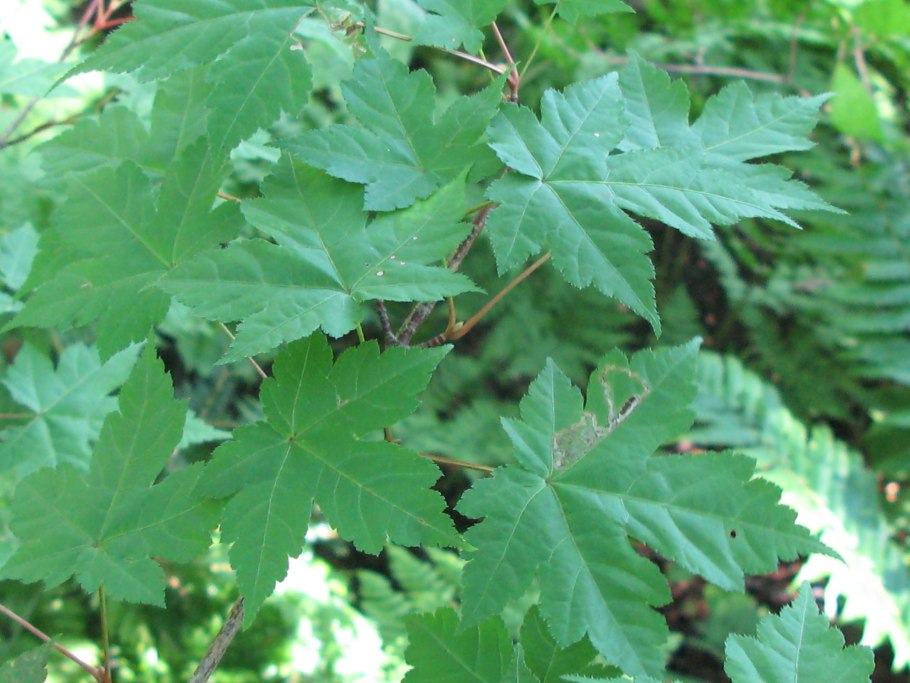 Клен комарова