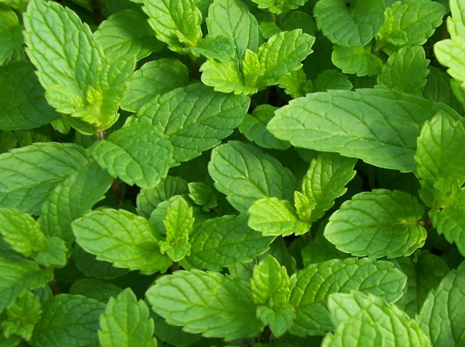 Мята круглолистная