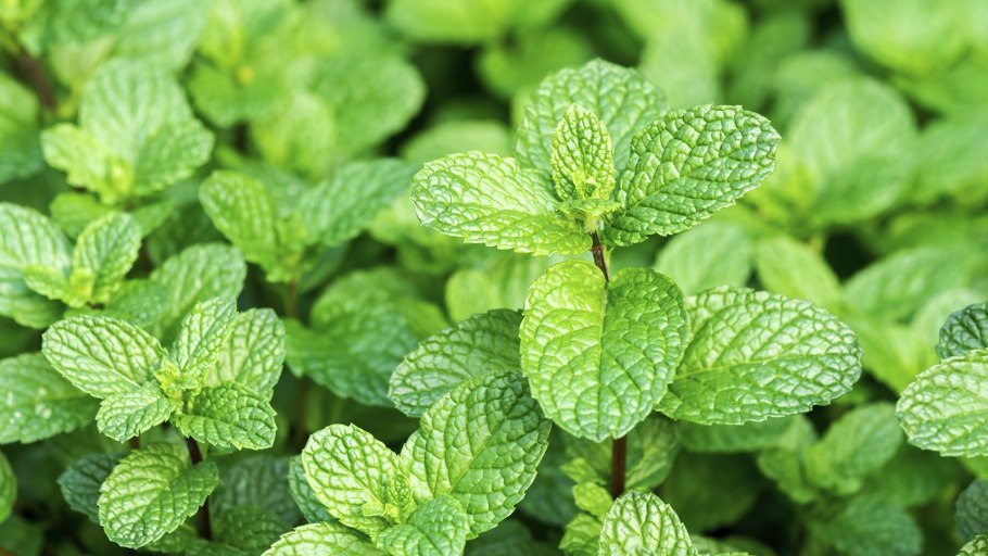 Плектрантус ароматный мята