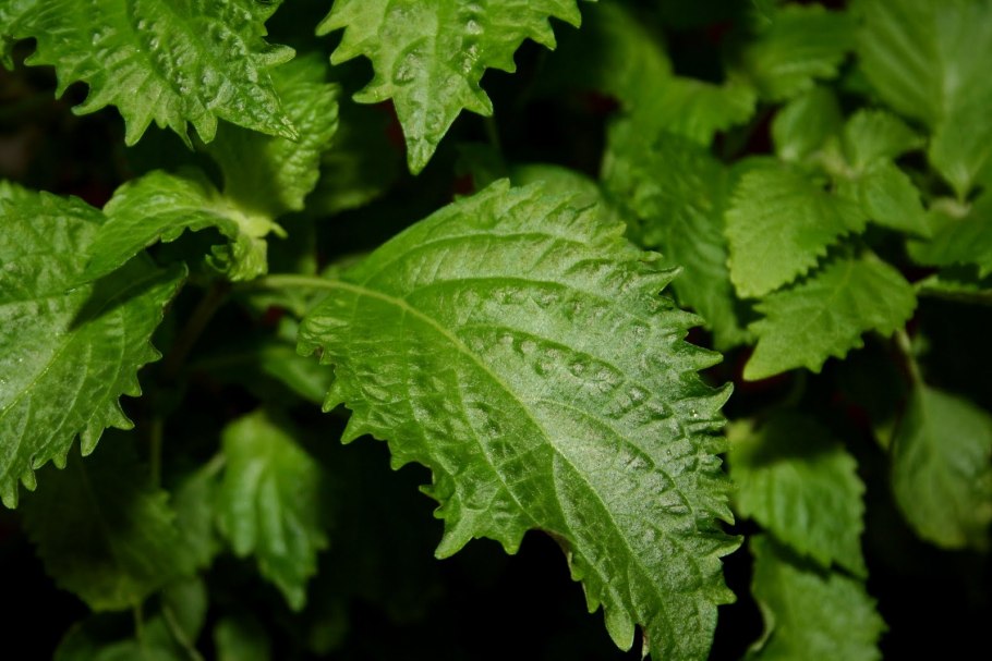 Японская мята шисо