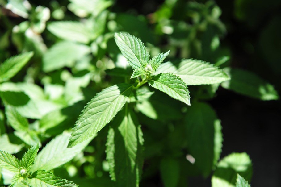 Мята канадская