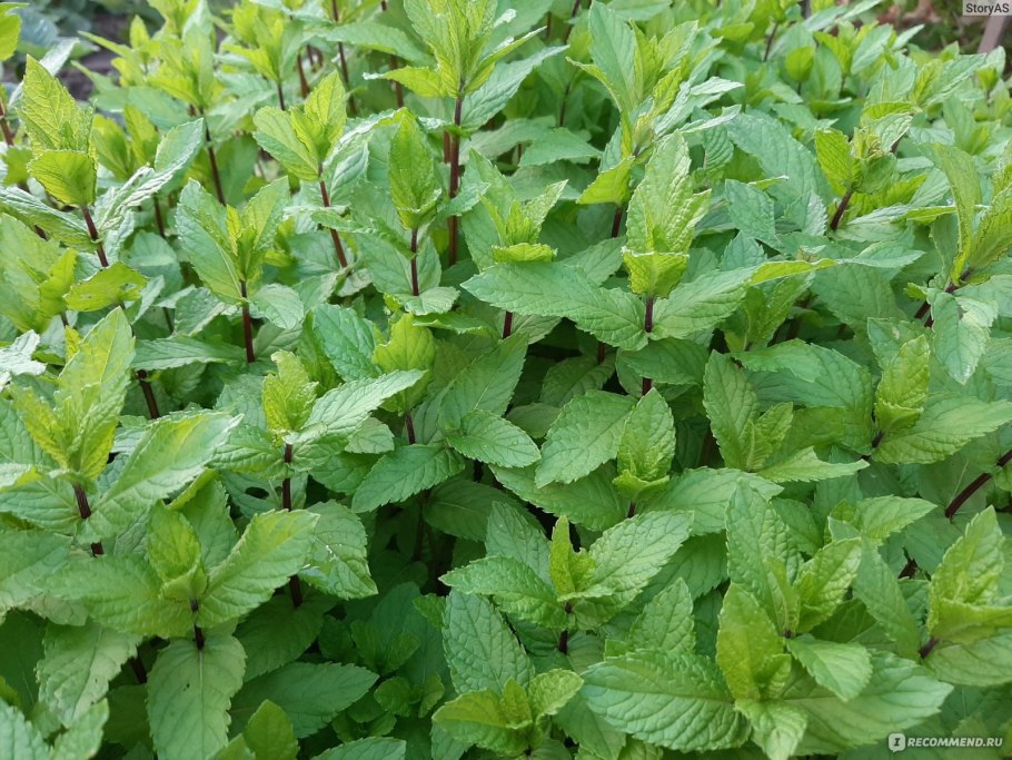Мята Мохито растение