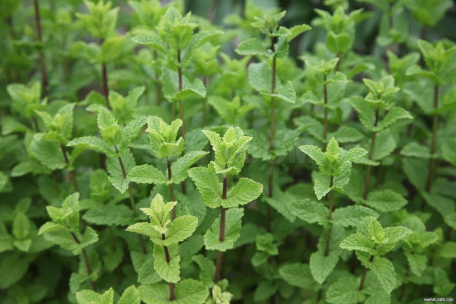 Mentha ×villosa 'Mojito'