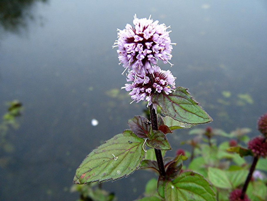 Mentha aquatica