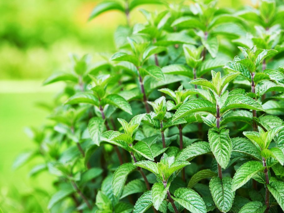 Мята перечная mentha piperita