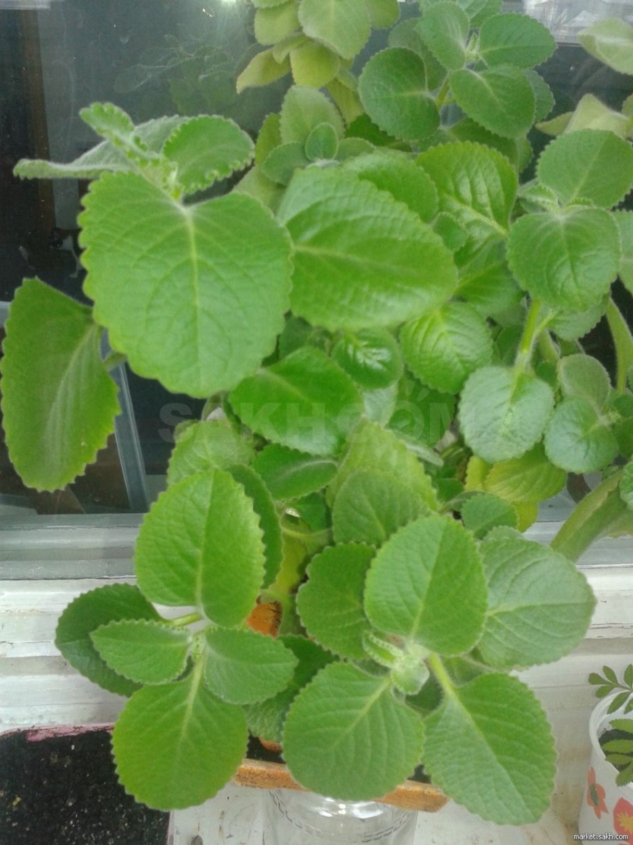 Мята круглолистная Апфелминце