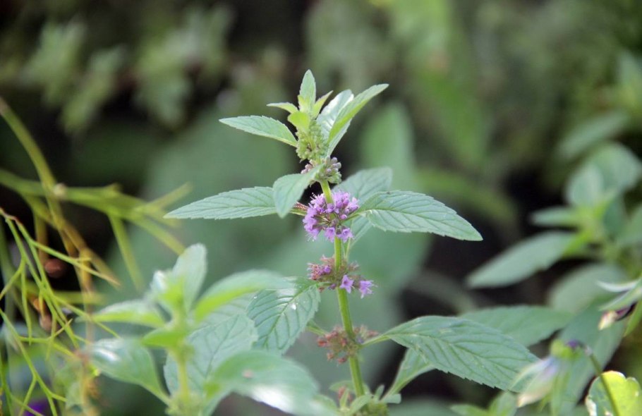Мята перечная (Mentha piperita)