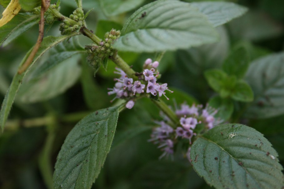 Мята полевая (méntha arvénsis)