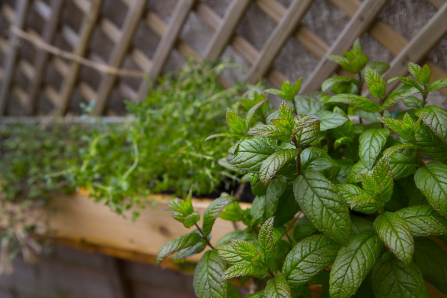 Мята оранж минт