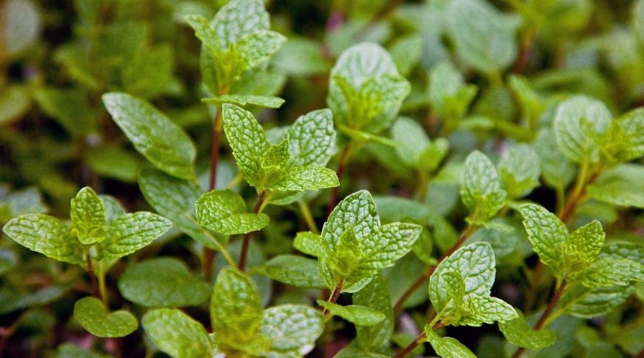 Мята перечная побег