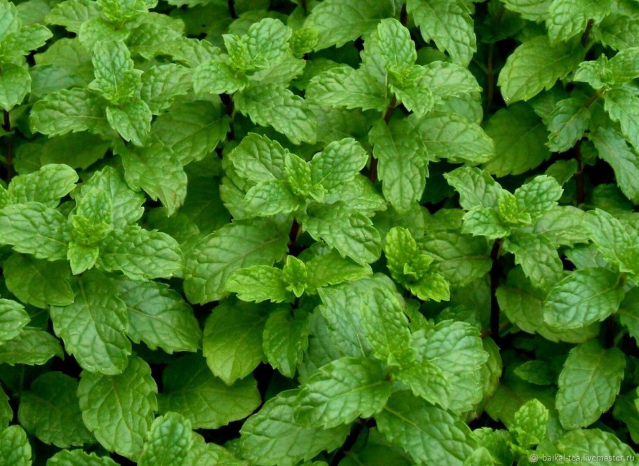 Mentha spicata мята колосистая