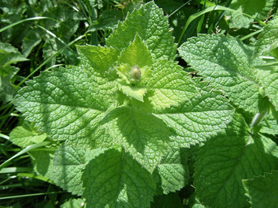Mentha spicata мята колосистая