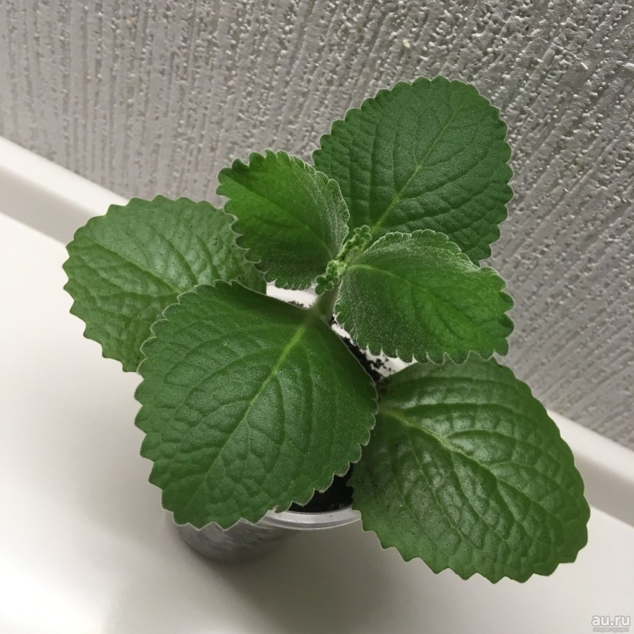 Мята сорт Мохито