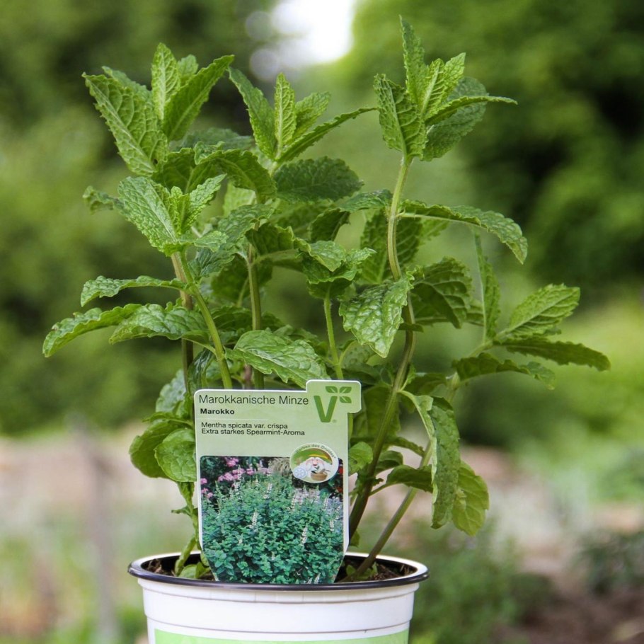 Мята крупнолистная ananasminze