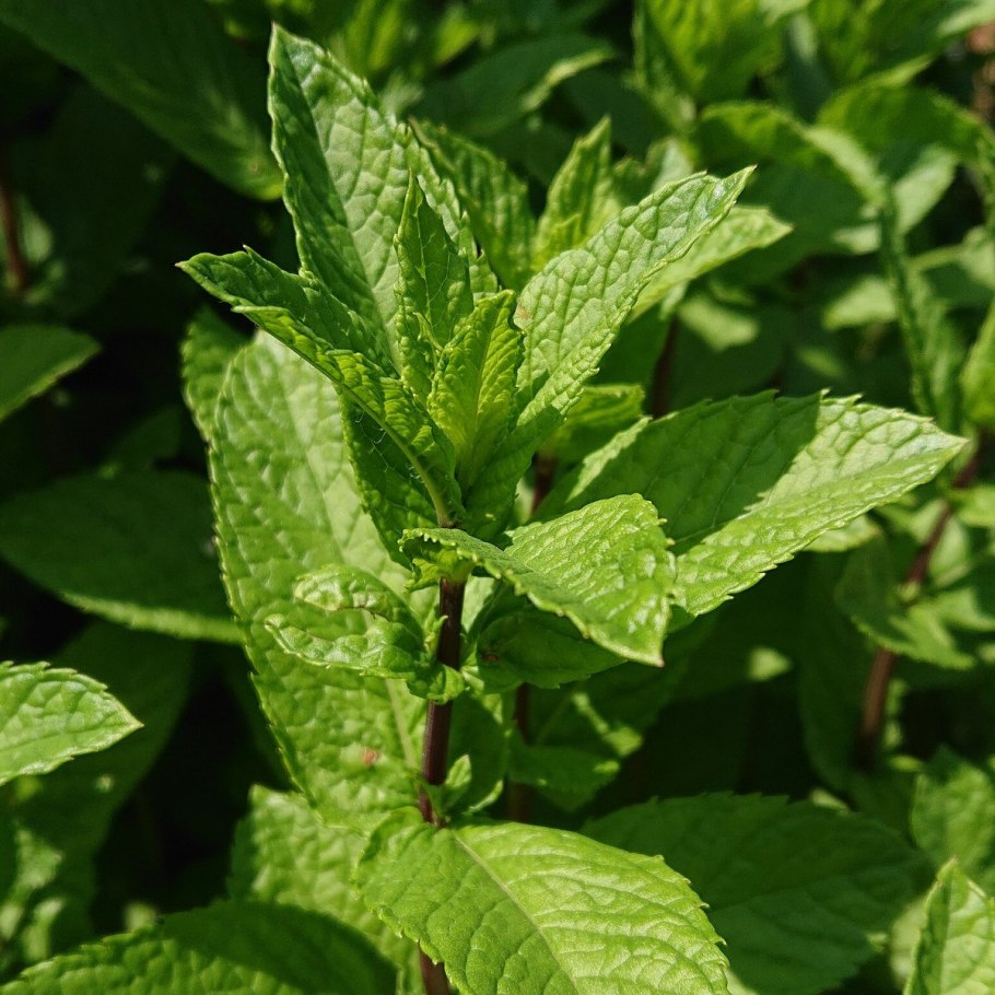Mentha ×verticillata
