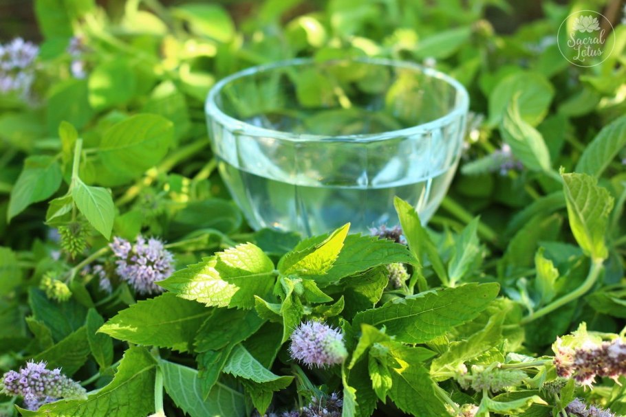 Мята перечная растение