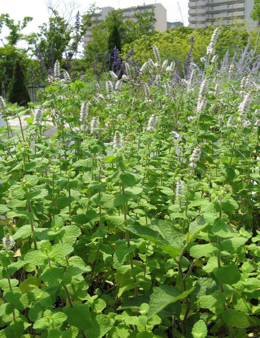 Лофант тибетский анисовый