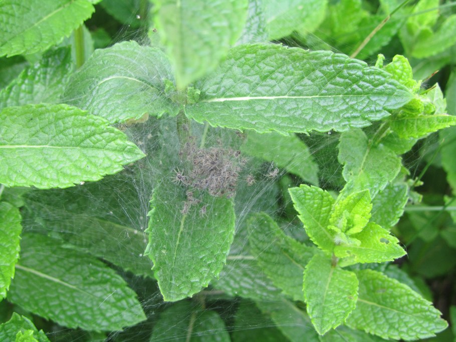 Мучнистая роса на мяте