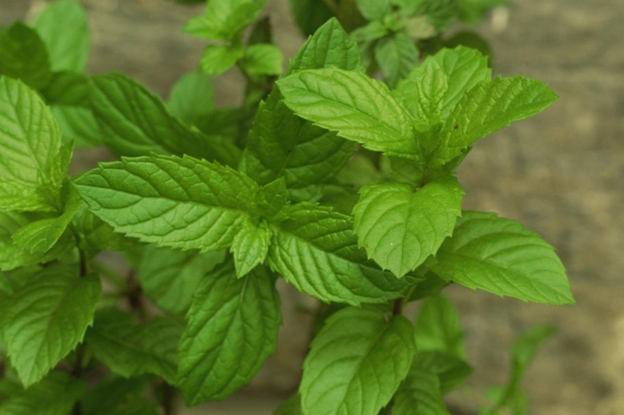 Мята растение