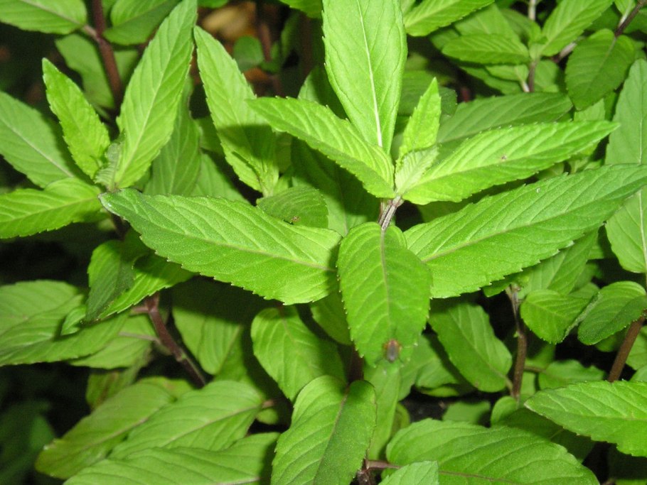 Мята перечная цветет