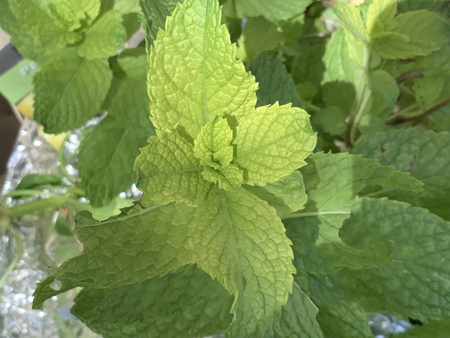 Мята душистая