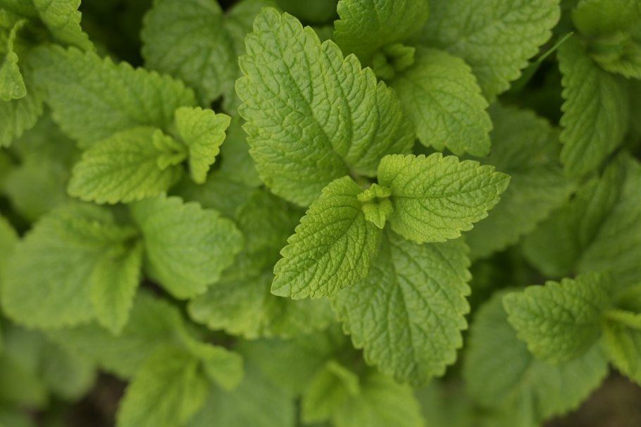 Мята мелисса лимонник