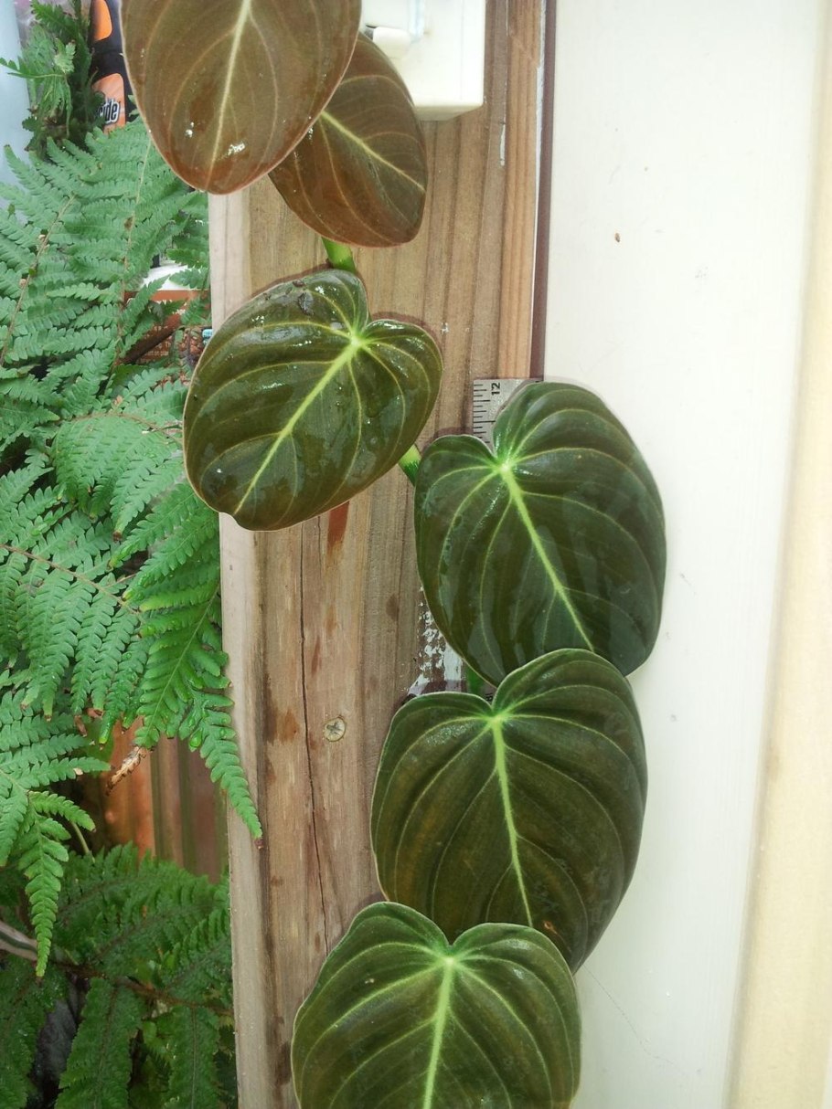 Филодендрон вельвет