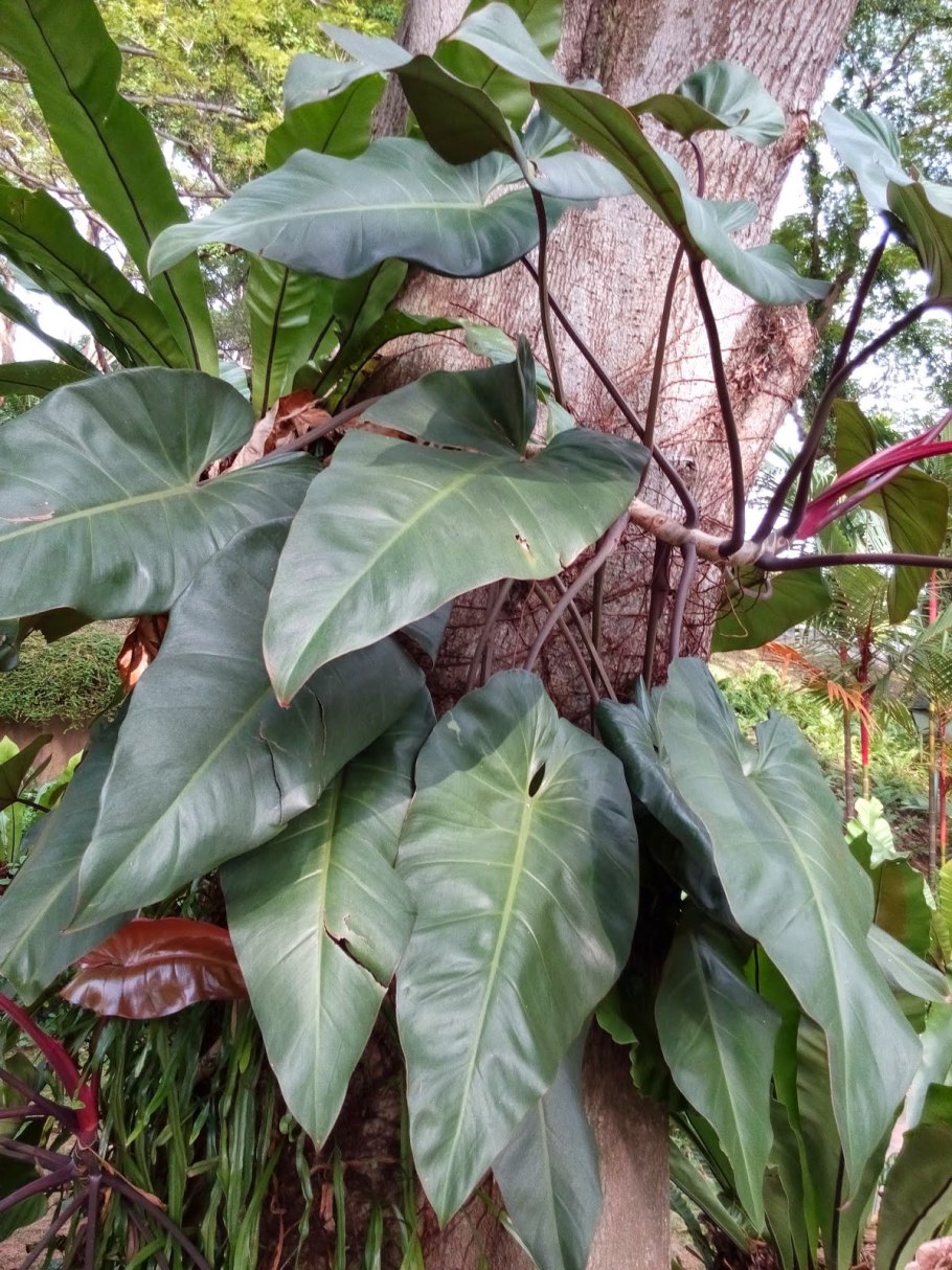 Филодендрон Scandens Micans