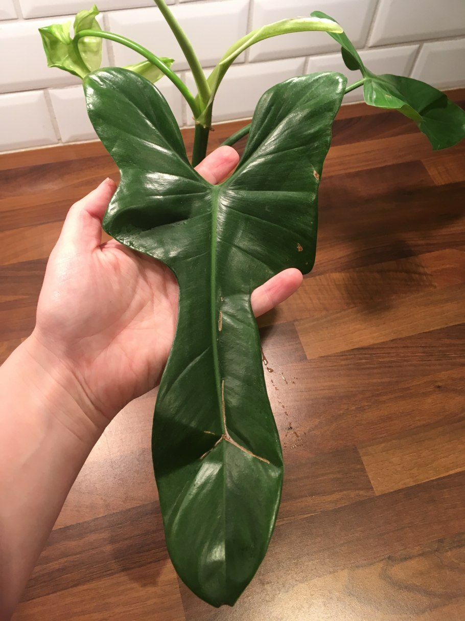 Филодендрон ред Сан