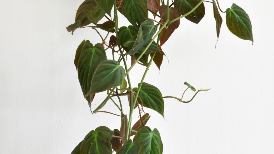 Филодендрон миканс бархатный