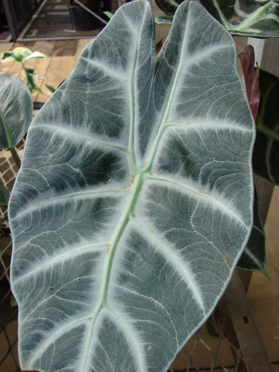 Alocasia longiloba