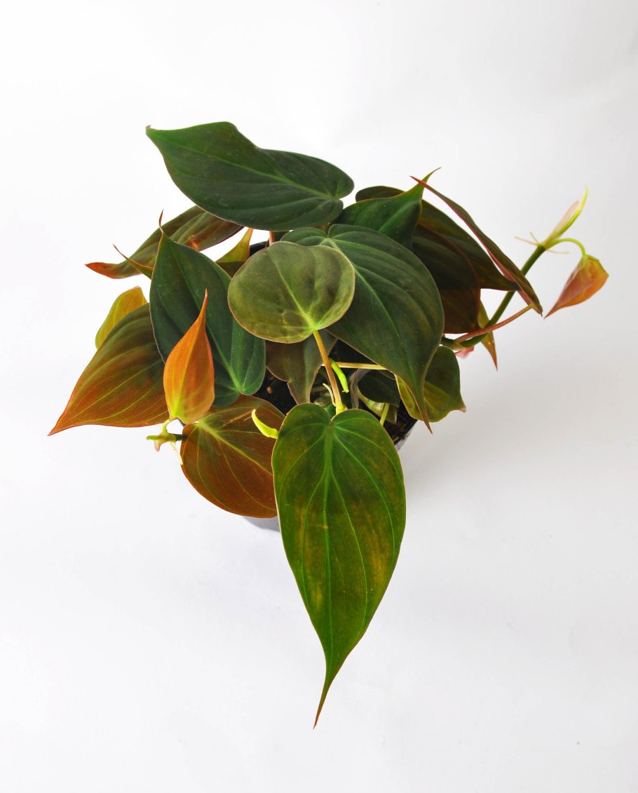 Филодендрон Андре