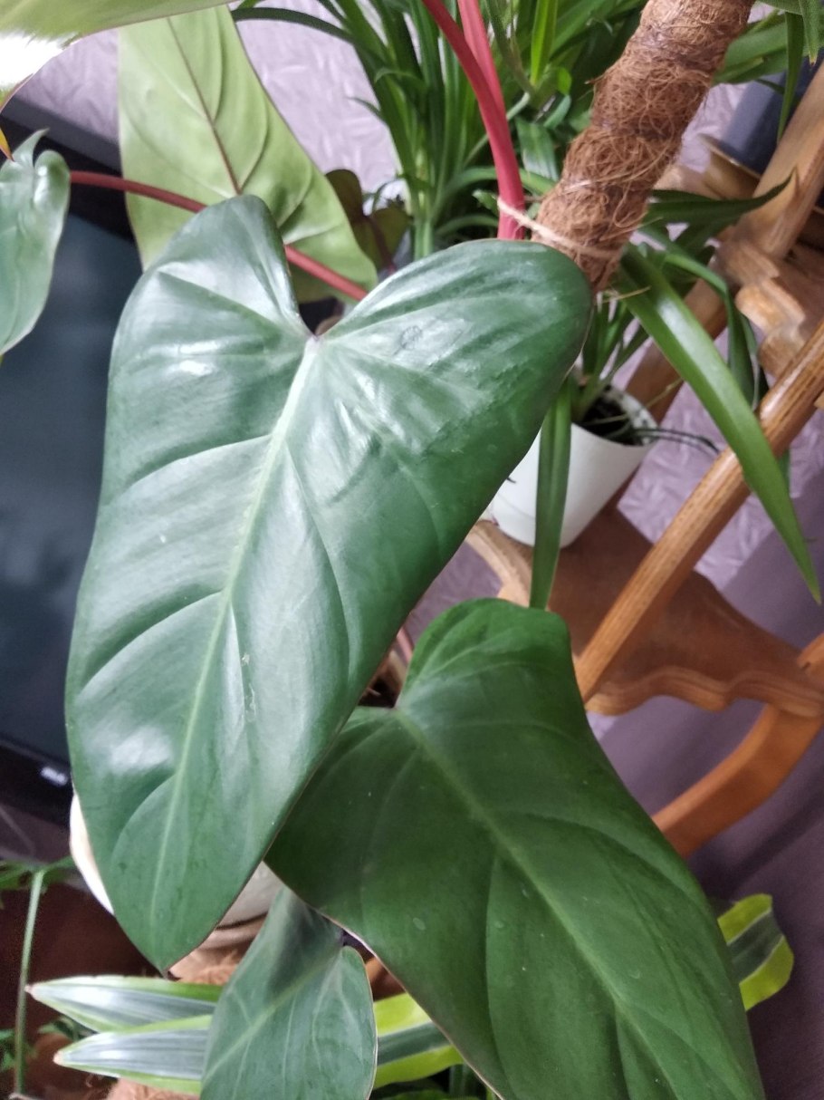 Филодендрон лиана