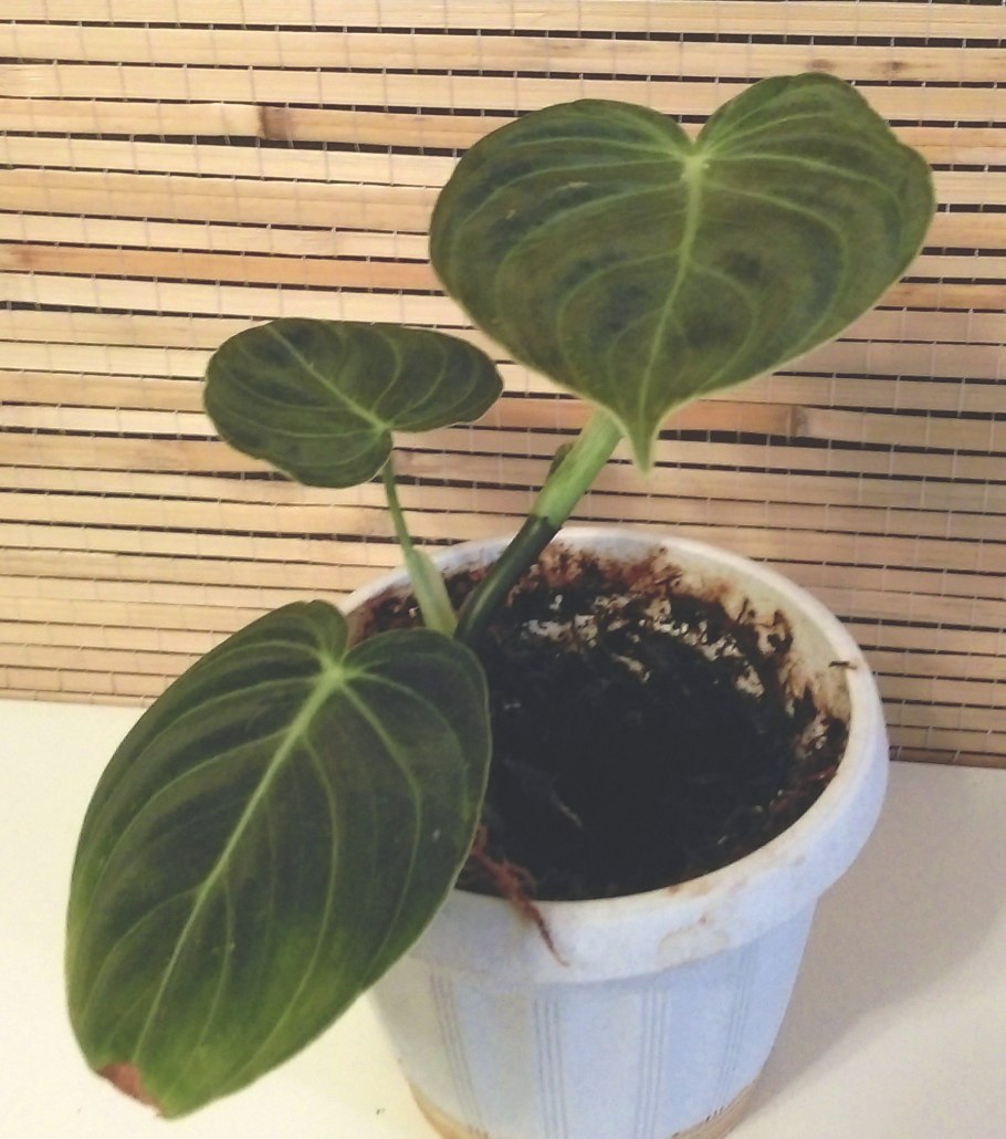 Black Gold Филодендрон