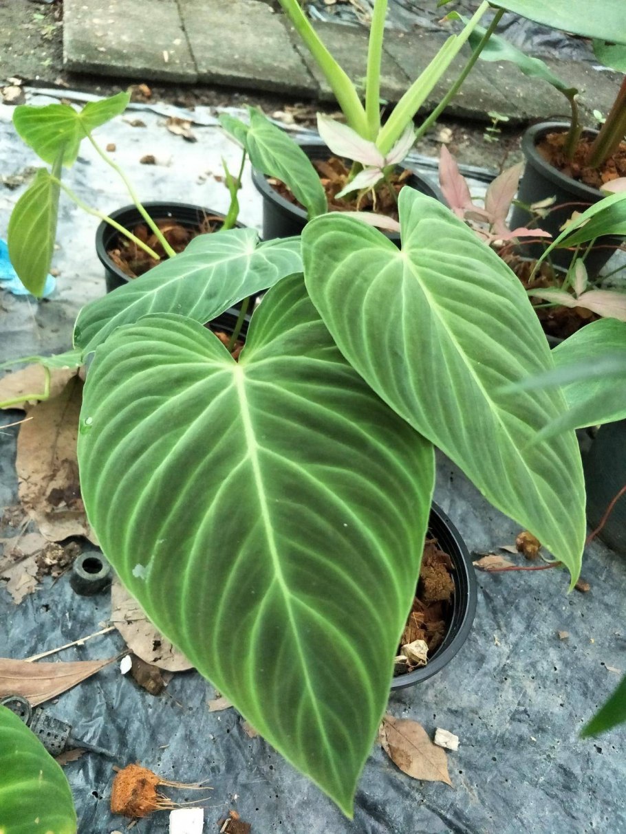 Филодендрон Империал Рэд