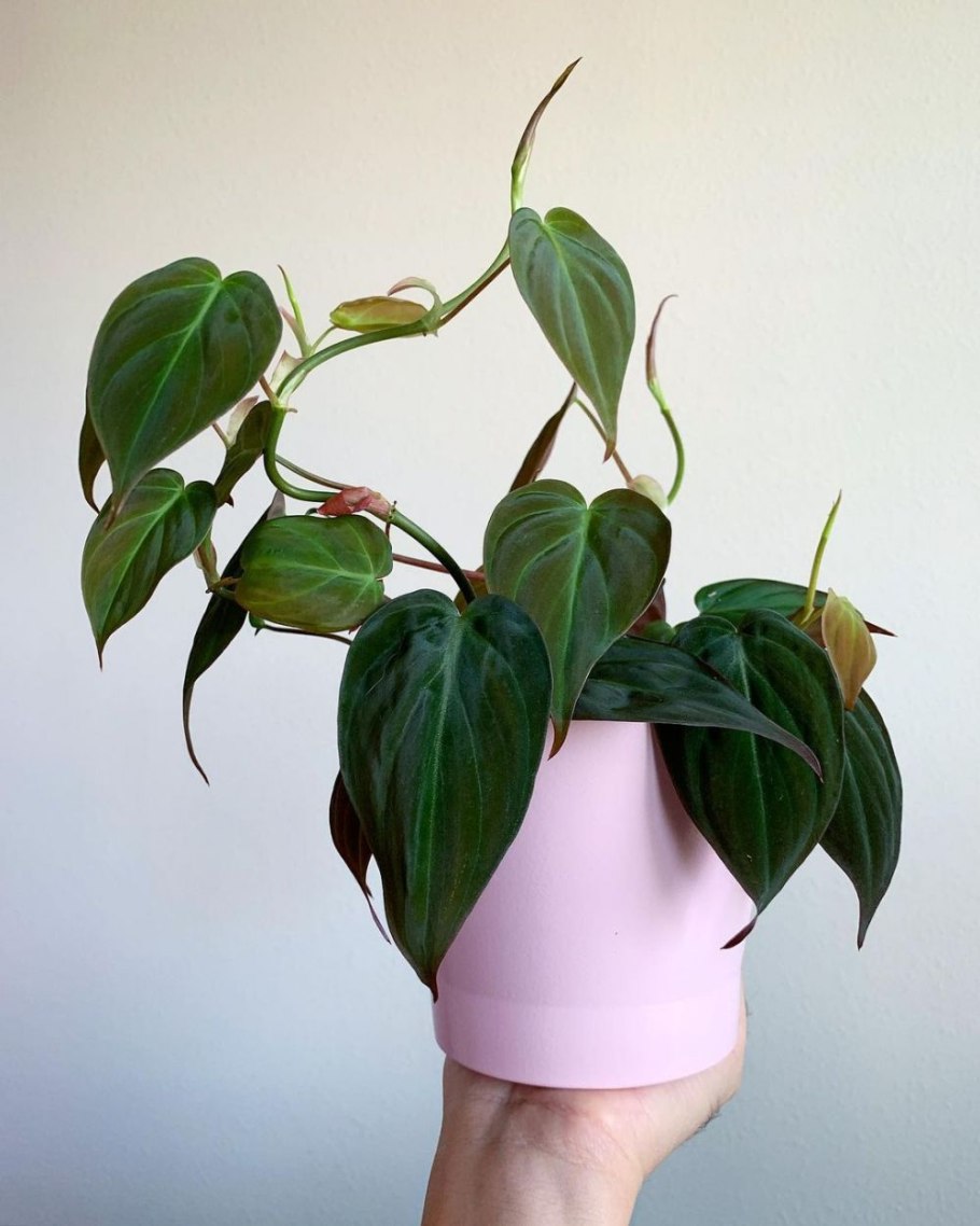 Филодендрон хедерацеум