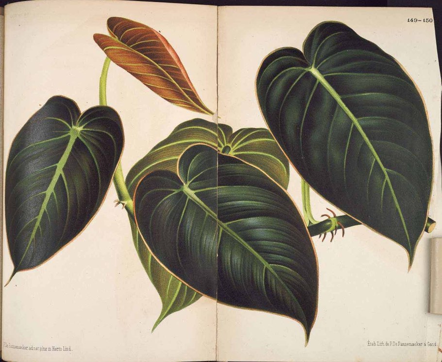 Филодендрон бархатный вельвет