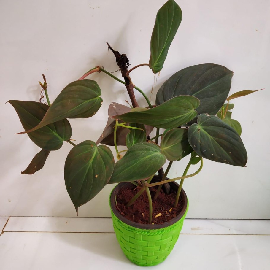 Филодендрон scandens micans