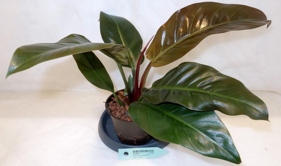 Филодендрон Андре