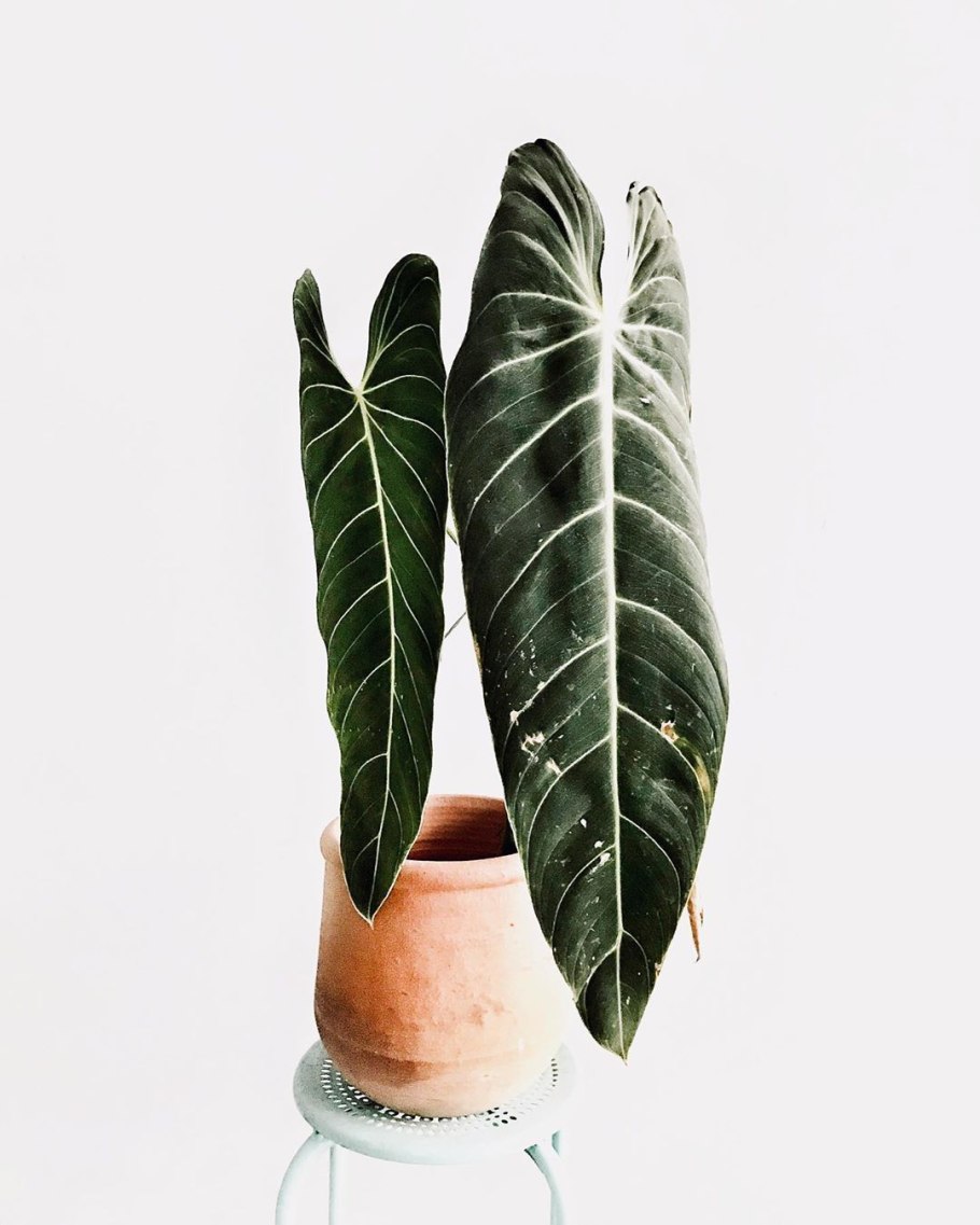 Филодендрон Андре